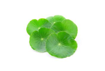 CH 천연 병풀잎수 CH Natural Centella Asiatica Leaf Water