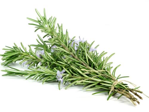CH 천연 로즈마리잎추출물 CH Oragnic Rosemary Leaf Extract