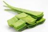 CH 유기농 알로에 마쿨라타잎추출물-G CH Organic Aloe Maculata Leaf Extract-G