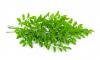 CH õ 𸵰⹰-P
 CH Natural Moringa Oleifera Extract-P