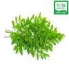 유기농 모링가잎 - 건조 Organic Moringa Oleifera Leaf