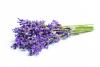 CH  󺥴⹰-G
 CH Organic Lavender Extract-G